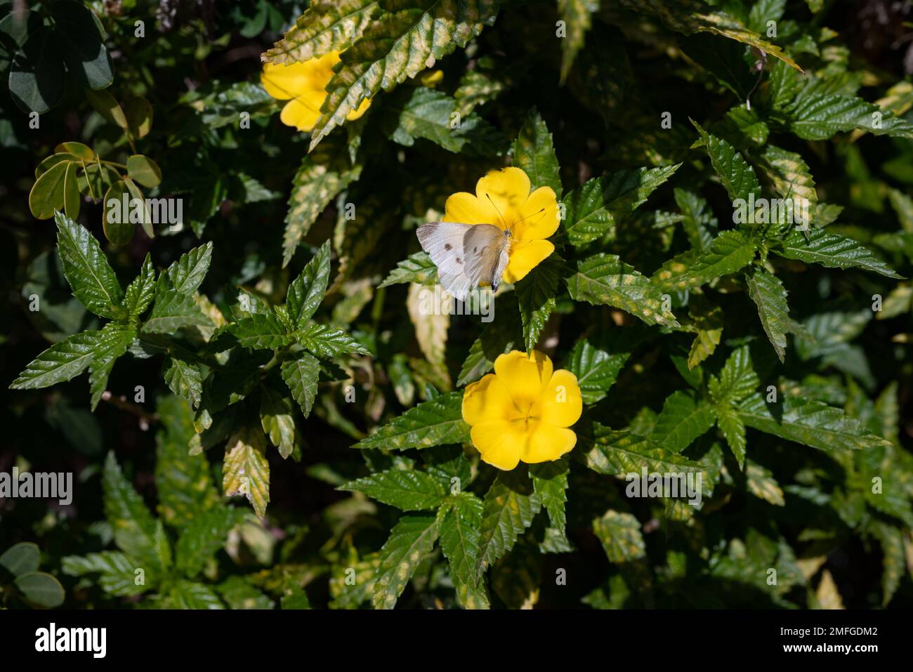 Yellow flowers of buttercup plant pollinated by large white butterfly Stock Photo