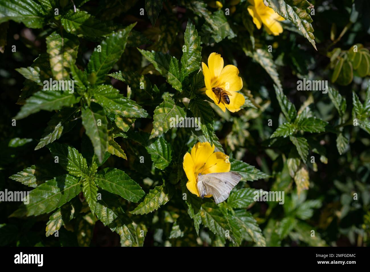 Yellow flowers of buttercup plant pollinated by large white butterfly and a bee Stock Photo
