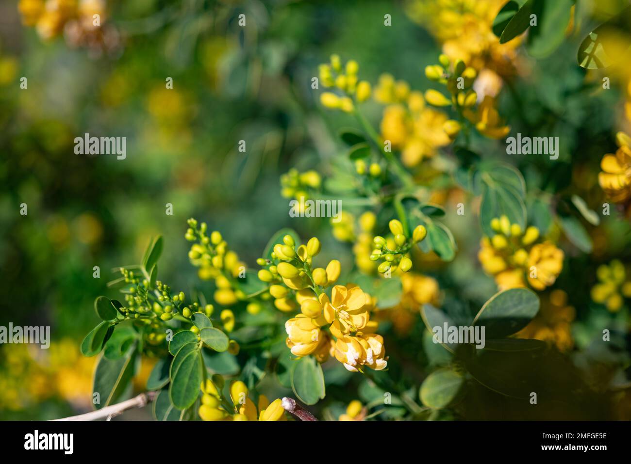 Mostly blurred closeup of yellow flowers of rambling cassia Stock Photo