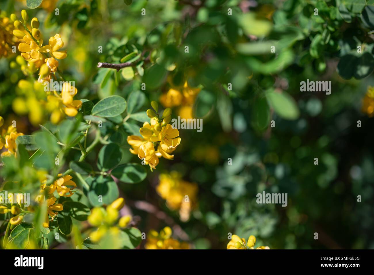 Mostly blurred closeup of yellow flowers of rambling cassia Stock Photo