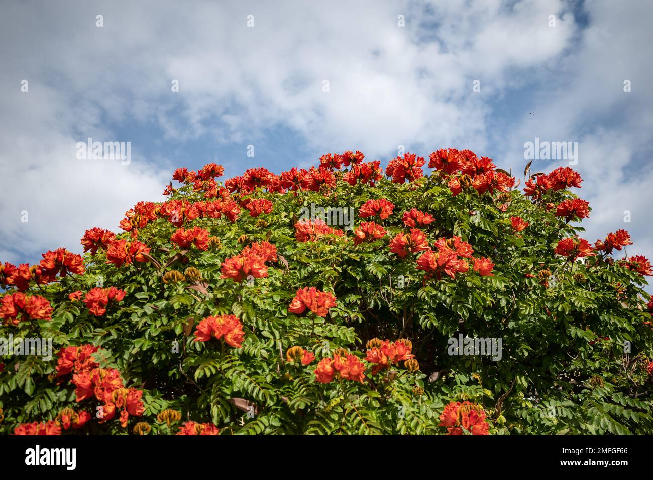 African tulip tree flowers on sky background Stock Photo