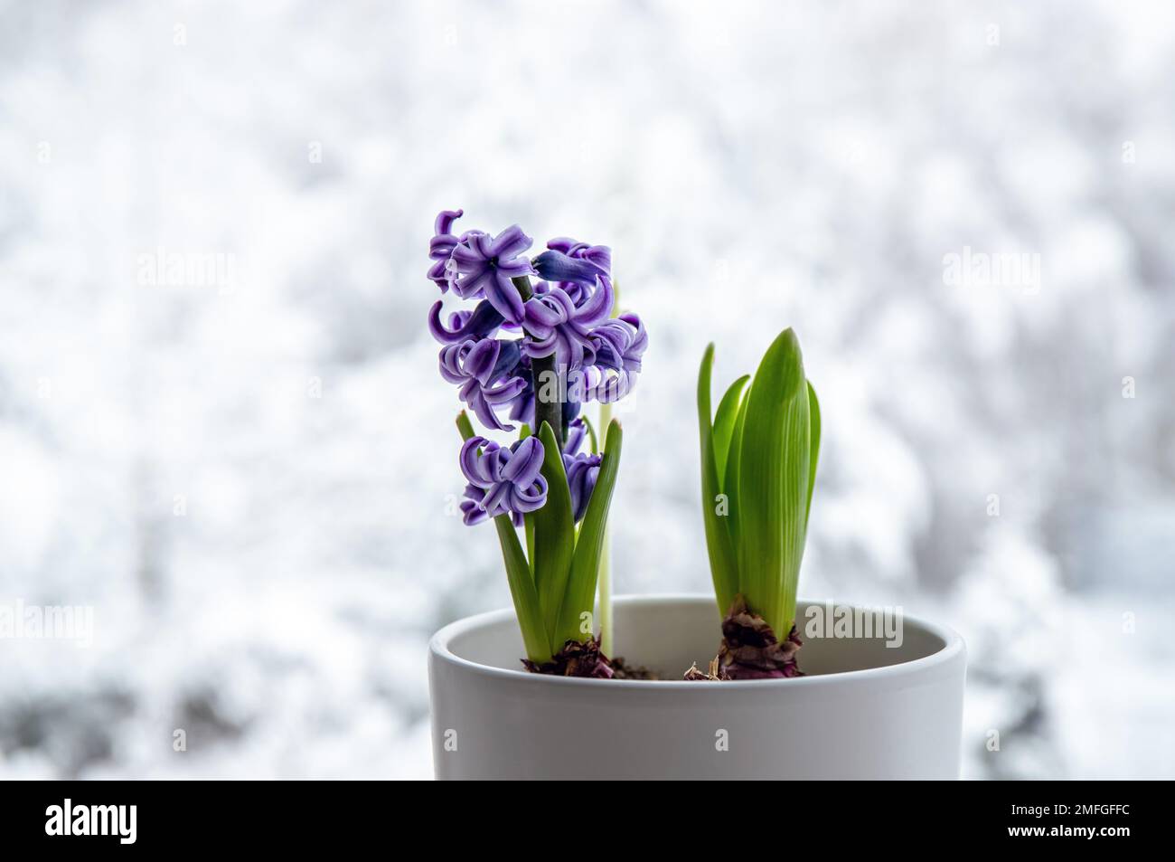Hyacinths Hyacintus orientalis growing and blooming in home in January