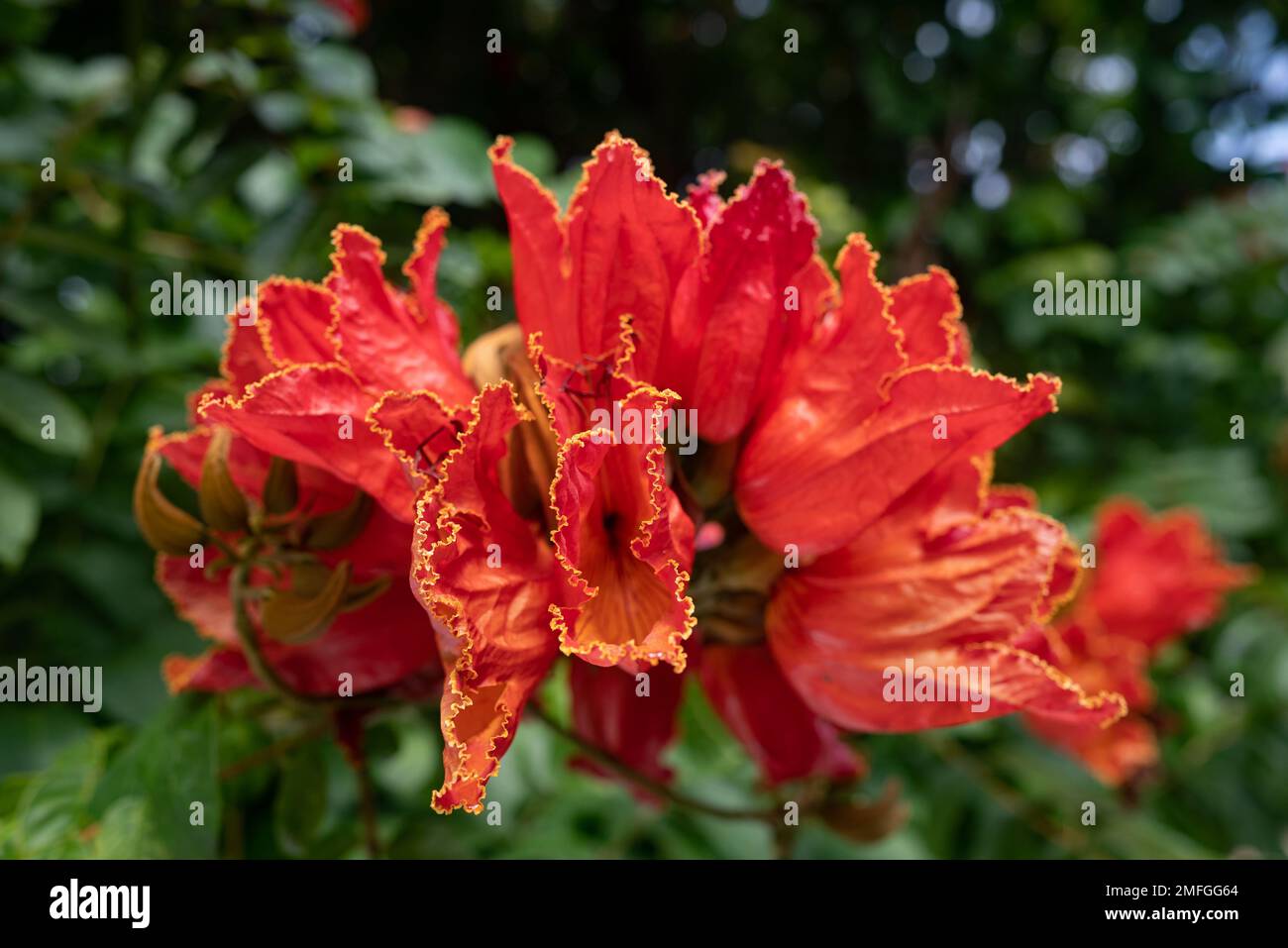 African tulip tree flower. Orange petals closeup among green leaves Stock Photo