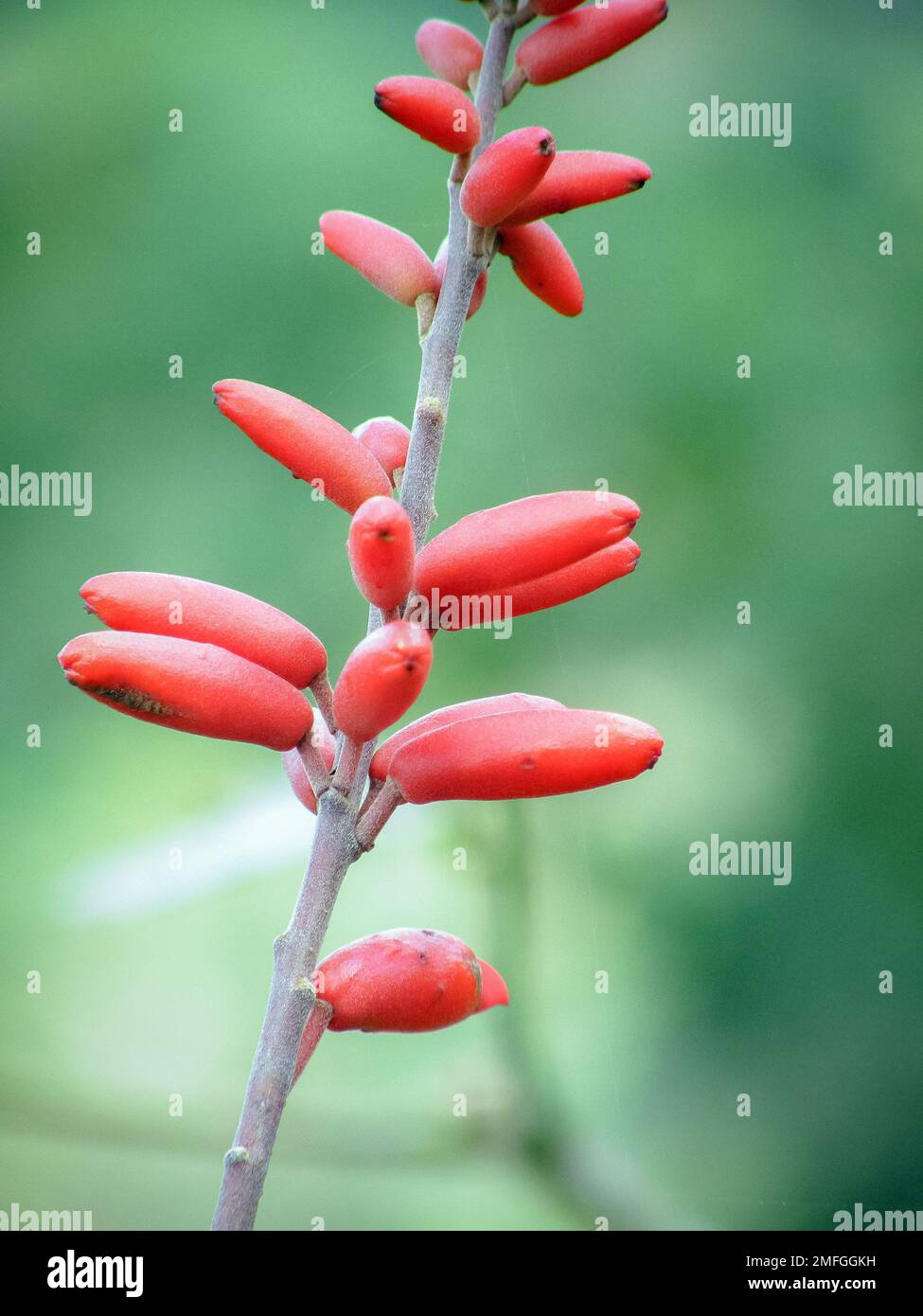 Erythrina senegalensis hires stock photography and images Alamy