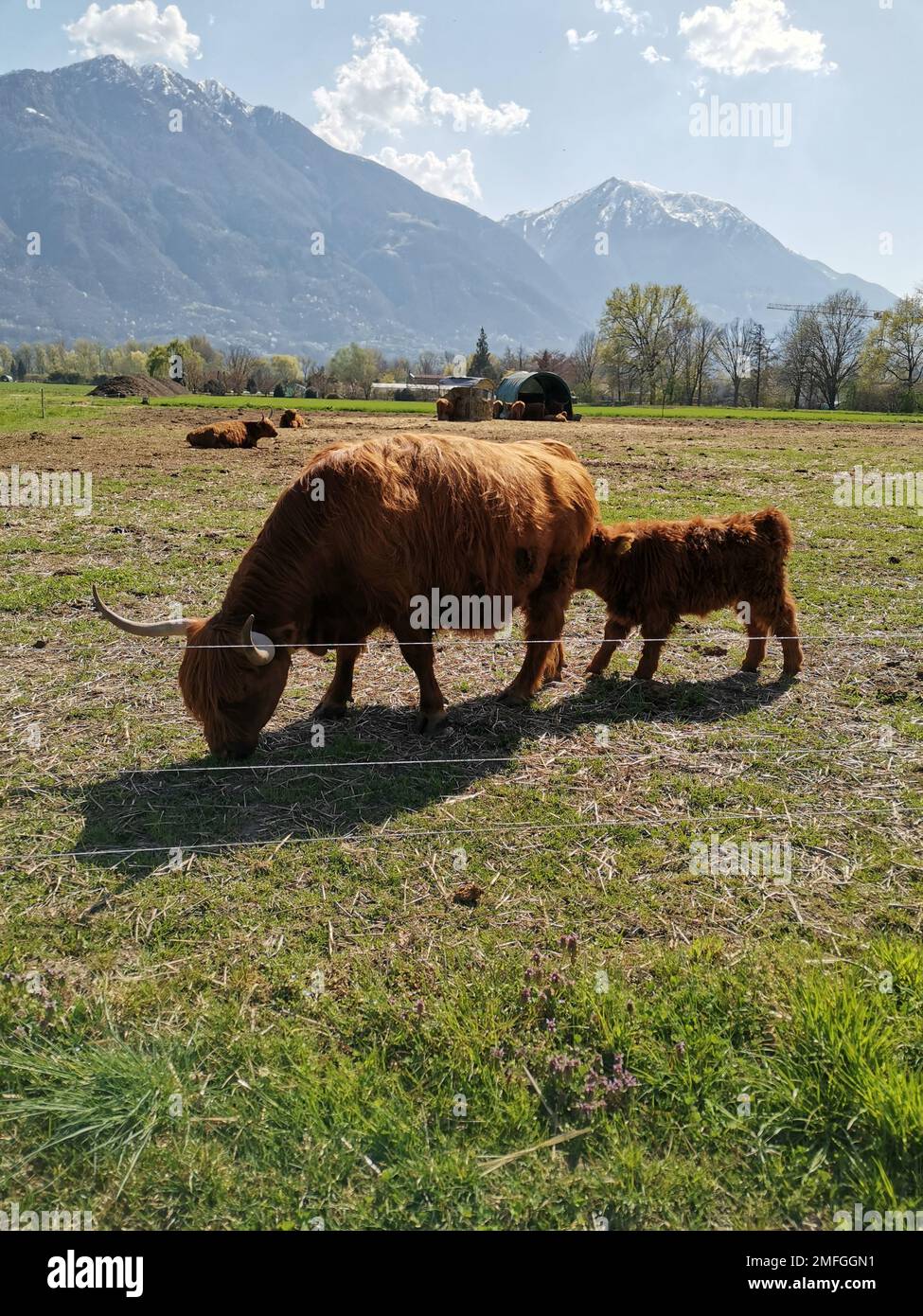 A vertical shot of Highland cattle in the field. A mother with its calf ...