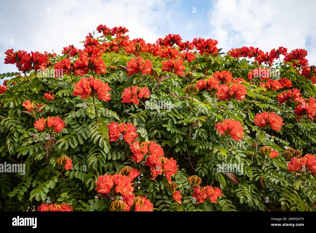 African tulip tree flowers on sky background. Mostly blurred Stock Photo