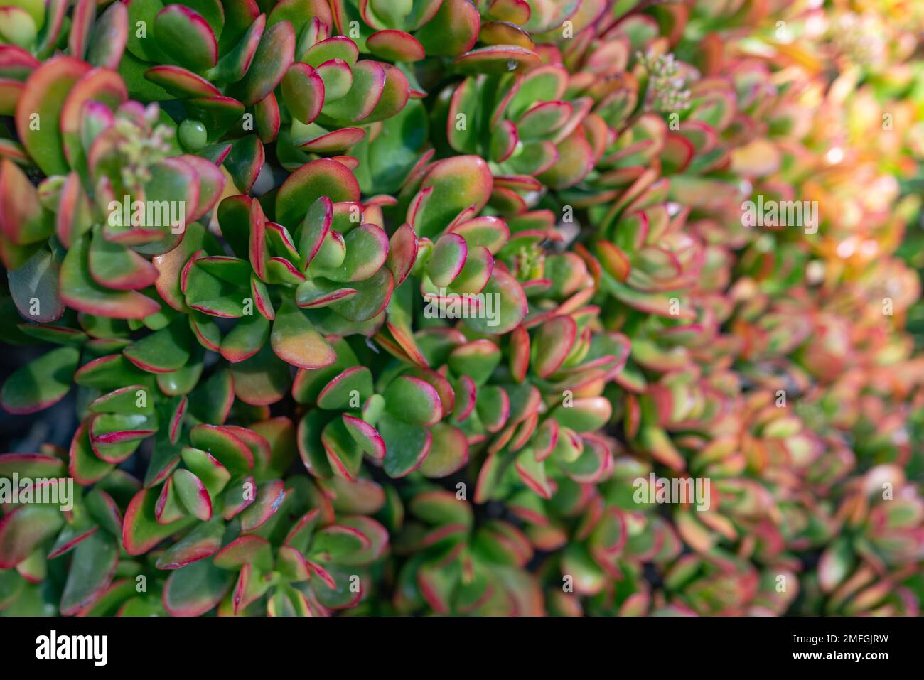 Jade plant background. Red edges of green leaves. Lucky plant wallpaper