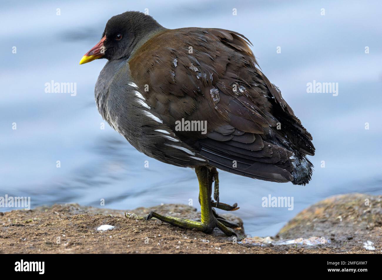 The Moorhen is one of the commonest of the Rail family found in the UK. They are found on all inland waterways and often in close to Coots Stock Photo