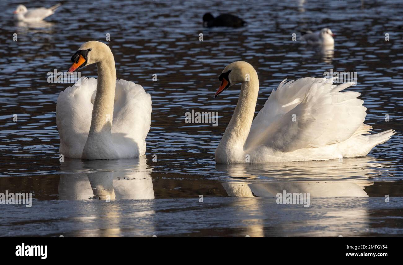 The Mute Swan is one of the largest flying birds in the UK. They are resident year round and are a common sight in Parks even in built up urban areas. Stock Photo