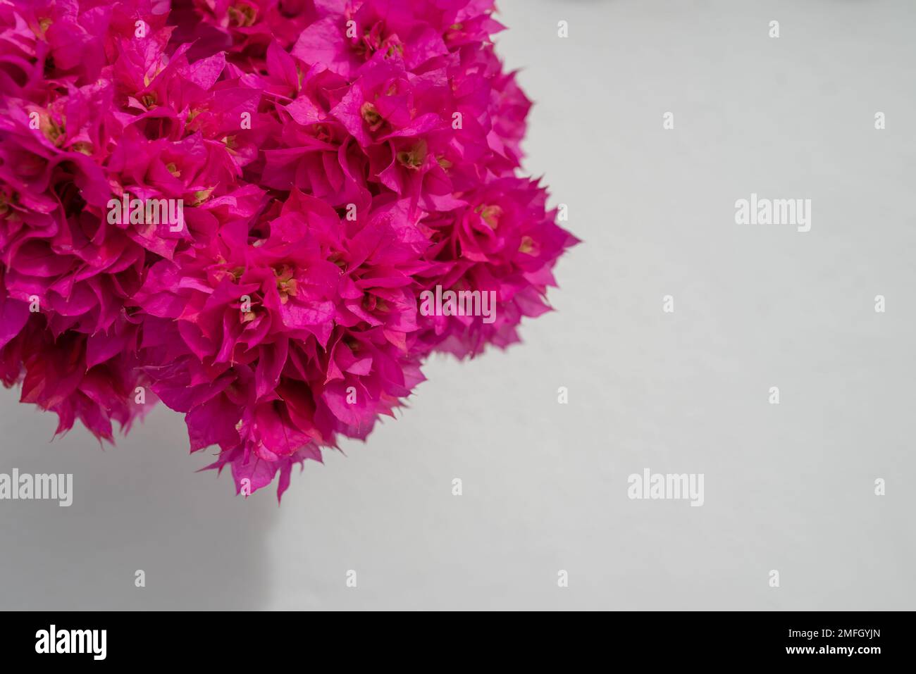 A bunch of abundant bougainvillea flowers on white wall background Stock Photo