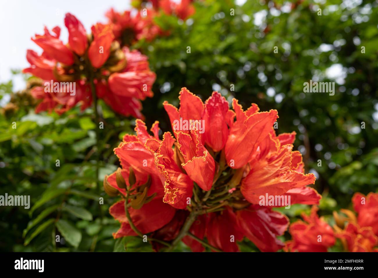 African tulip tree flower. Orange petals closeup among green leaves Stock Photo