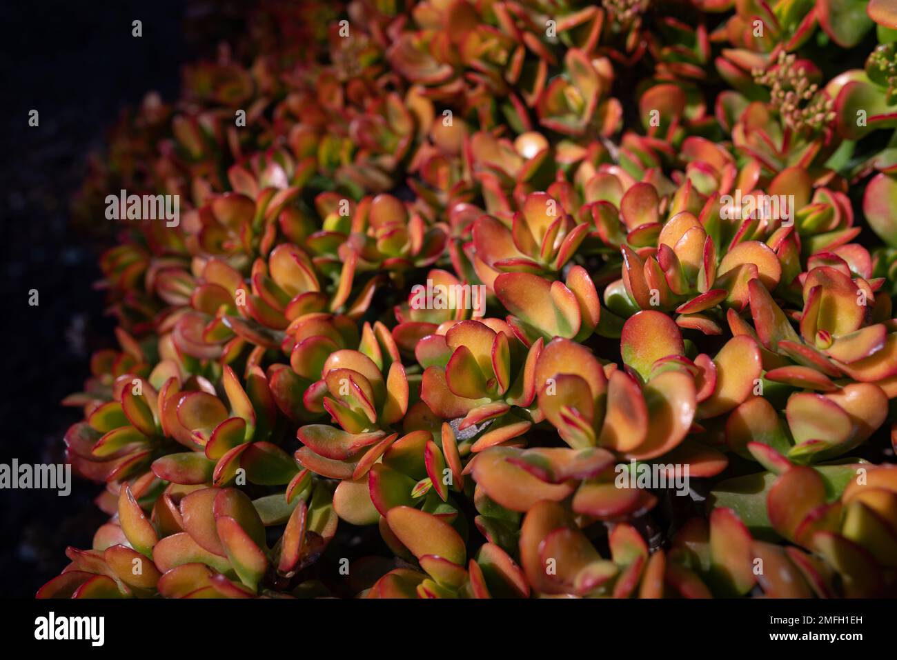 Jade plant background. Red edges of green leaves. Lucky plant wallpaper