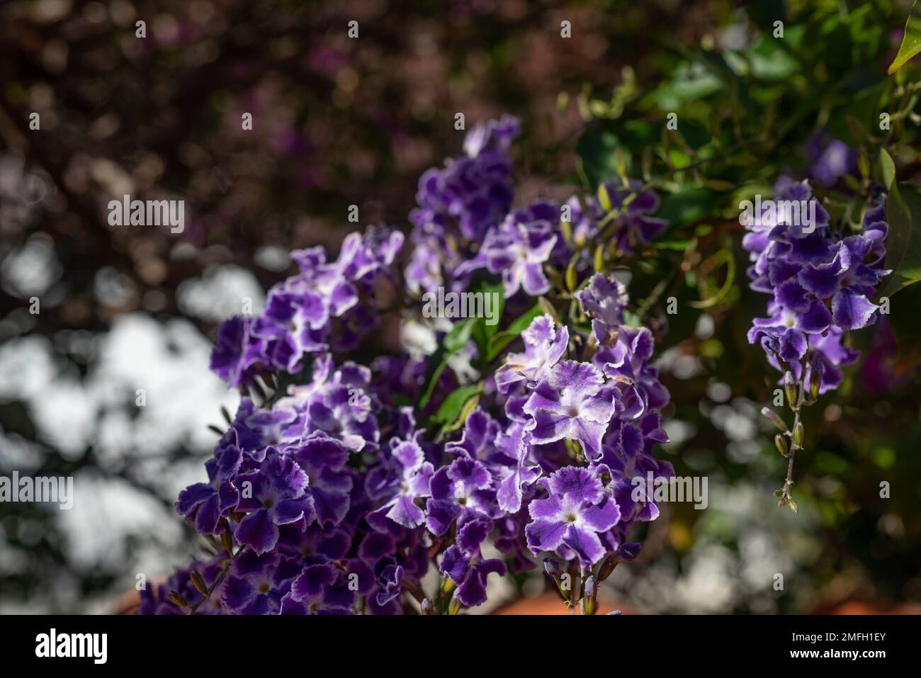 Lilac or lavender flowers of golden dewdrops, skyflower or duranta erecta Stock Photo