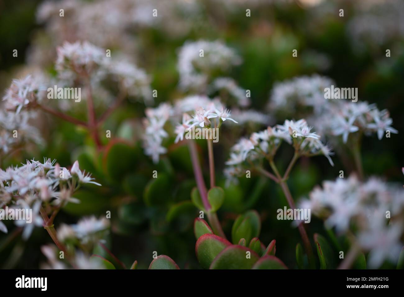 Mostly blurred white flowers of Jade plant or crassula ovata Stock Photo