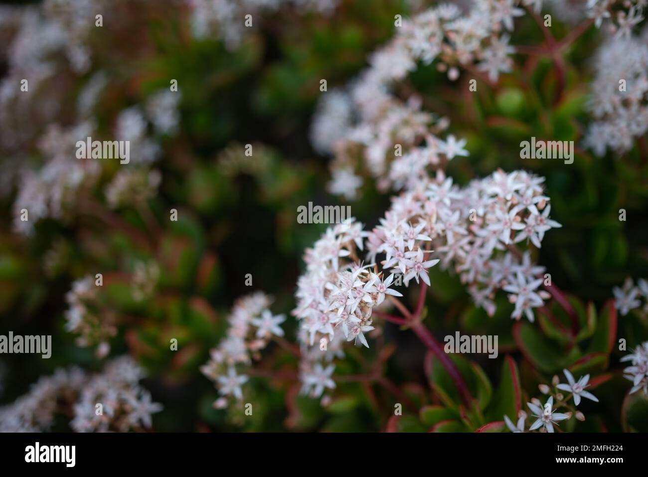 Mostly blurred white flowers of Jade plant or crassula ovata Stock Photo