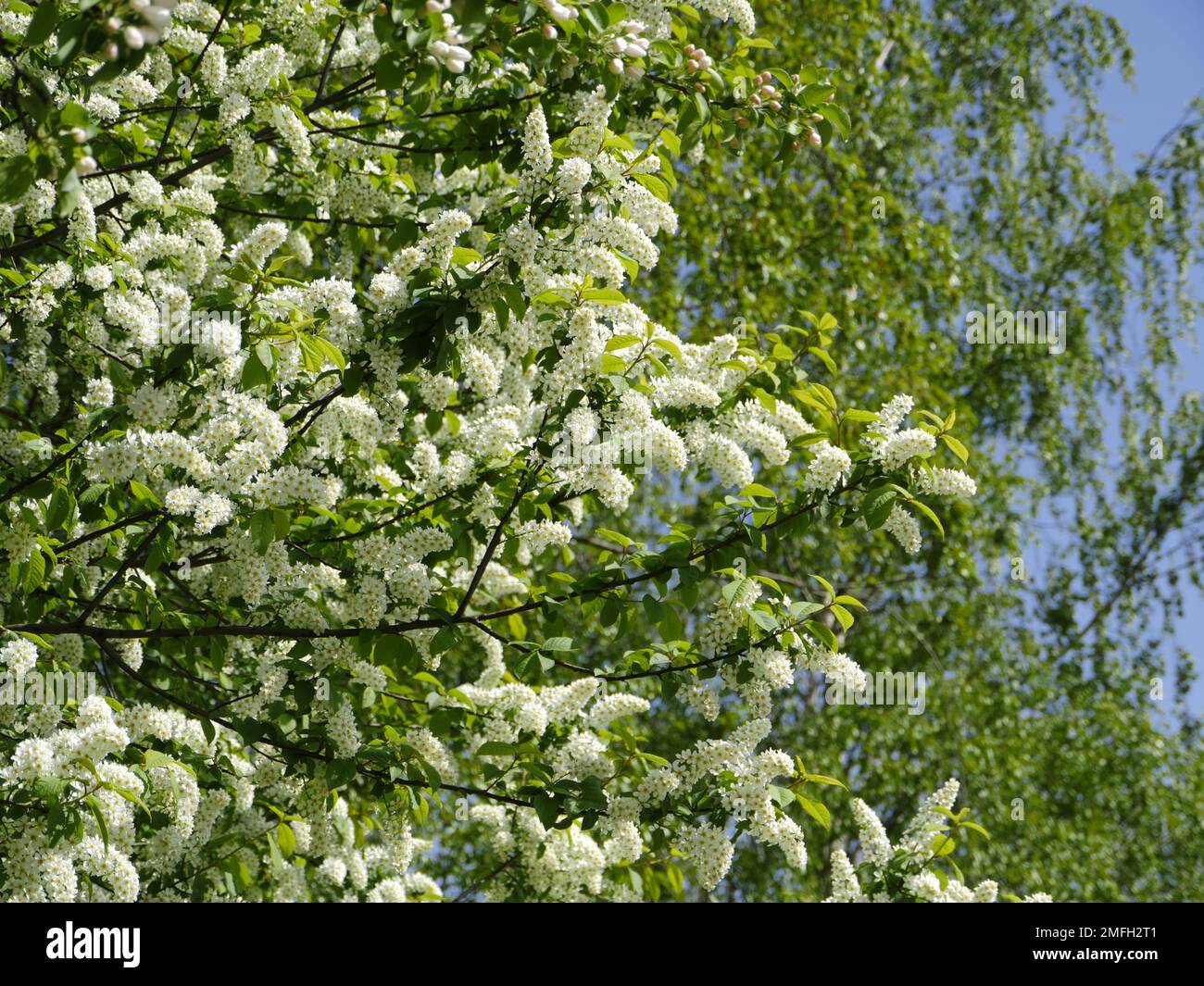 lush white flowers, bird cherry blossoms background Stock Photo