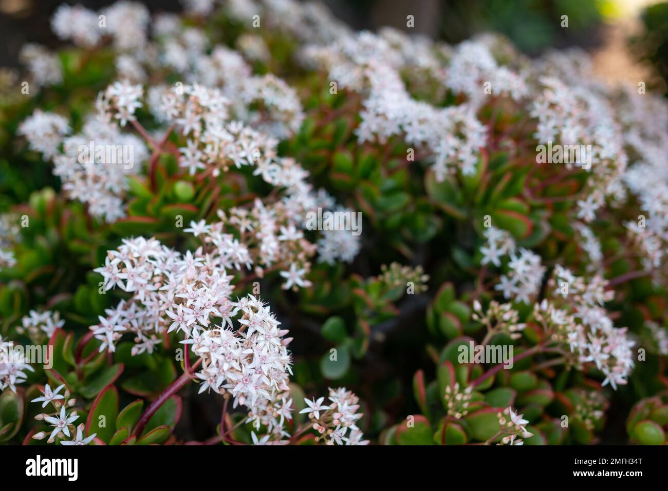 White flowers of Jade plant. Red edges of green leaves Stock Photo Alamy