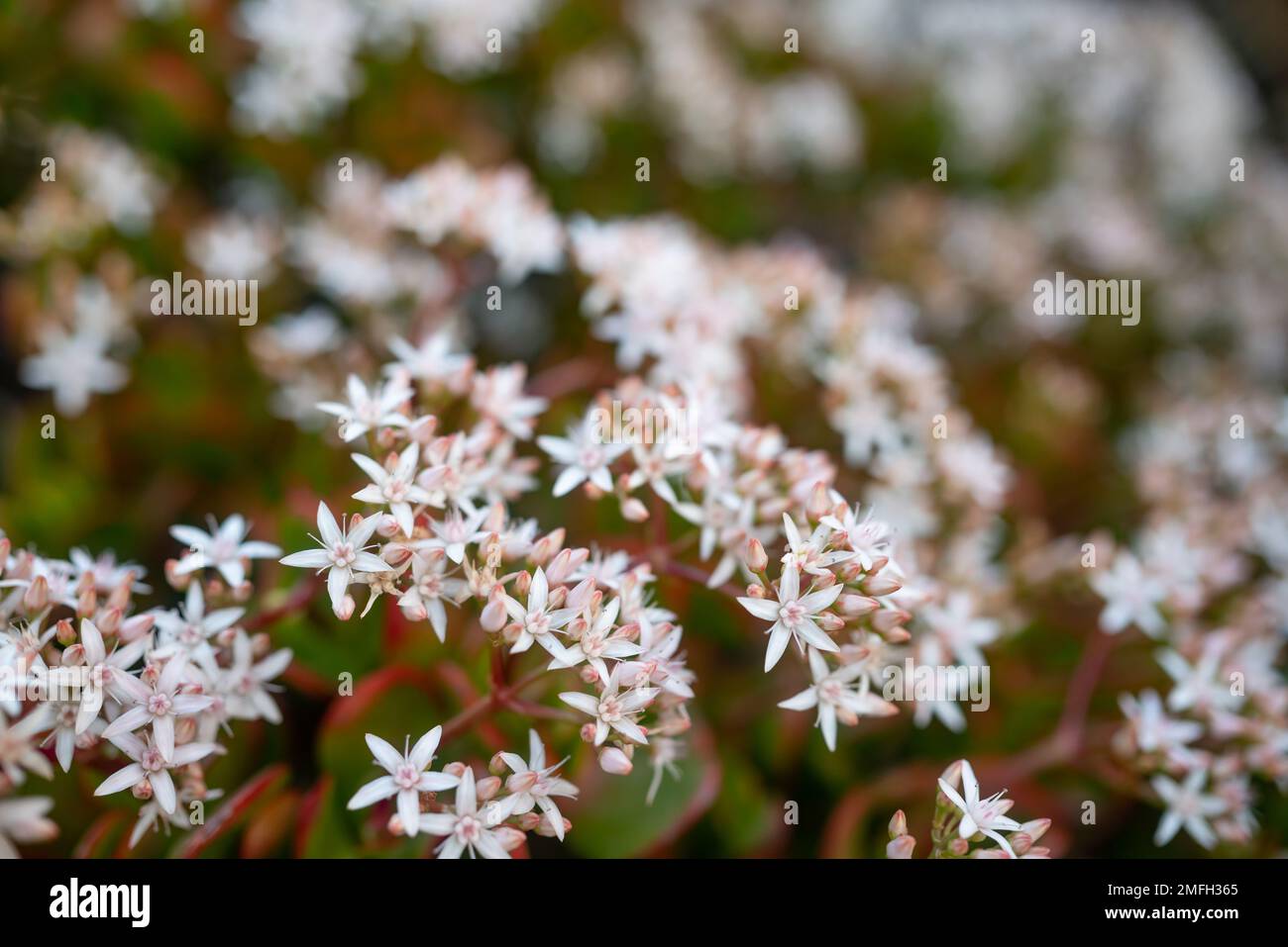 White flowers of Jade plant. Red edges of green leaves Stock Photo