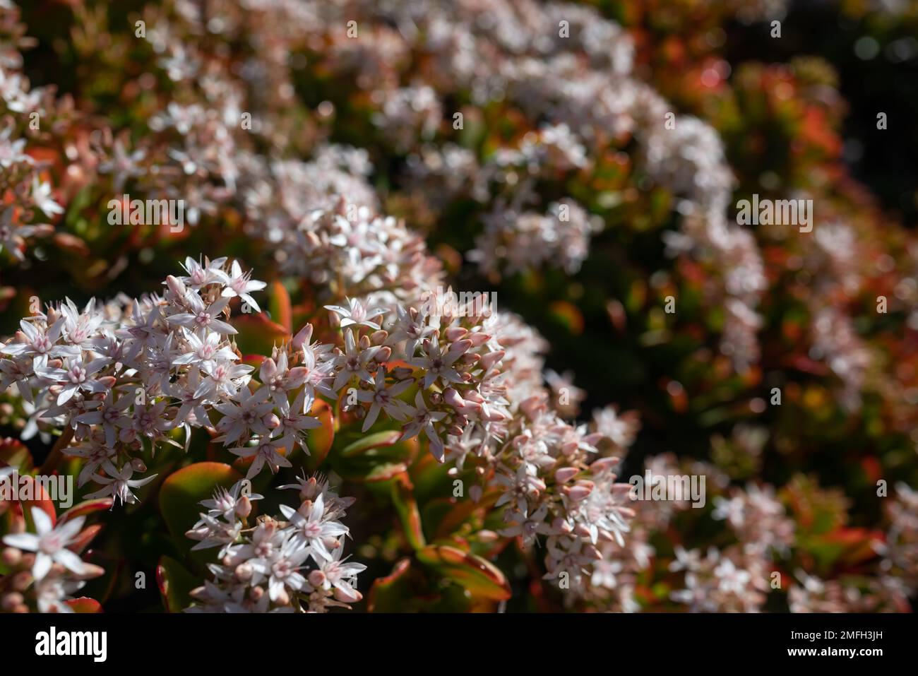 White flowers of Jade plant. Red edges of green leaves Stock Photo
