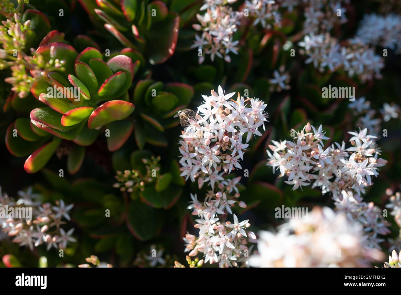 White flowers of Jade plant pollintated by a bee. Red edges of green leaves Stock Photo