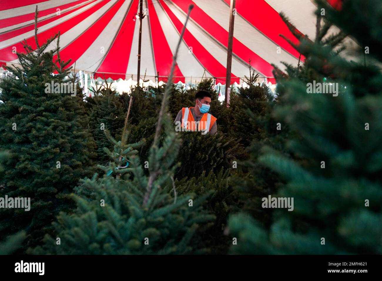 Robert Navarro wears a mask while carrying a Christmas tree for a