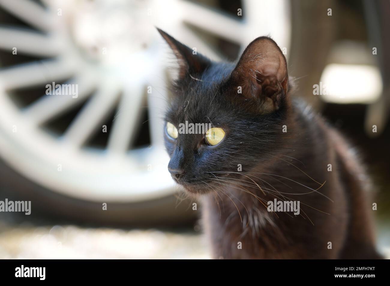 Beautiful view of Young Black Cats With Difficulty Walking