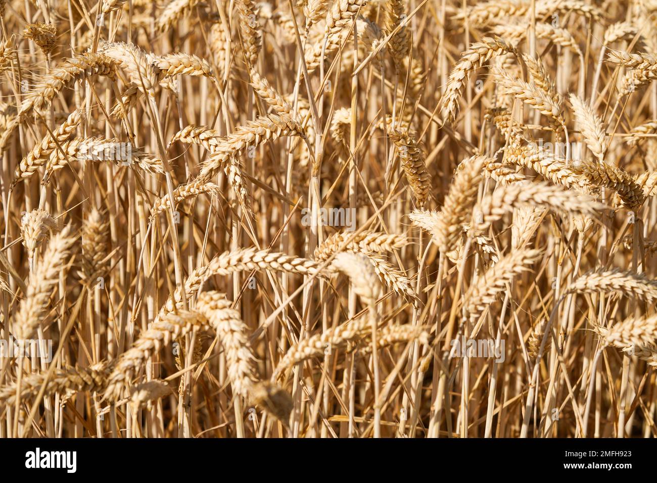 Gold yellow wheat field. Ripe grain ready for harvest. Background on