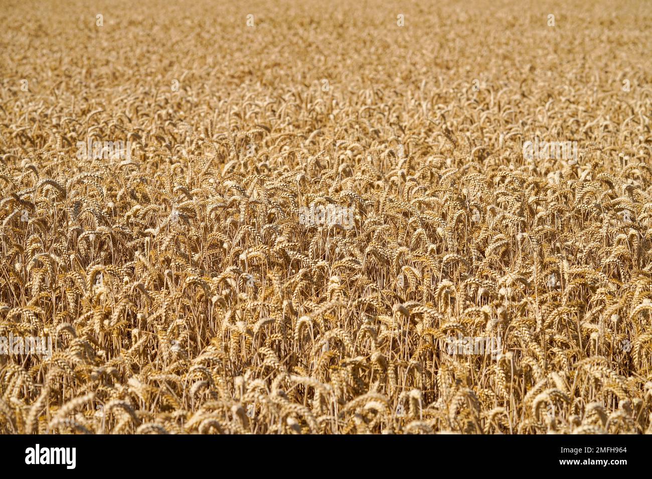 Gold yellow wheat field. Ripe grain ready for harvest. Background on