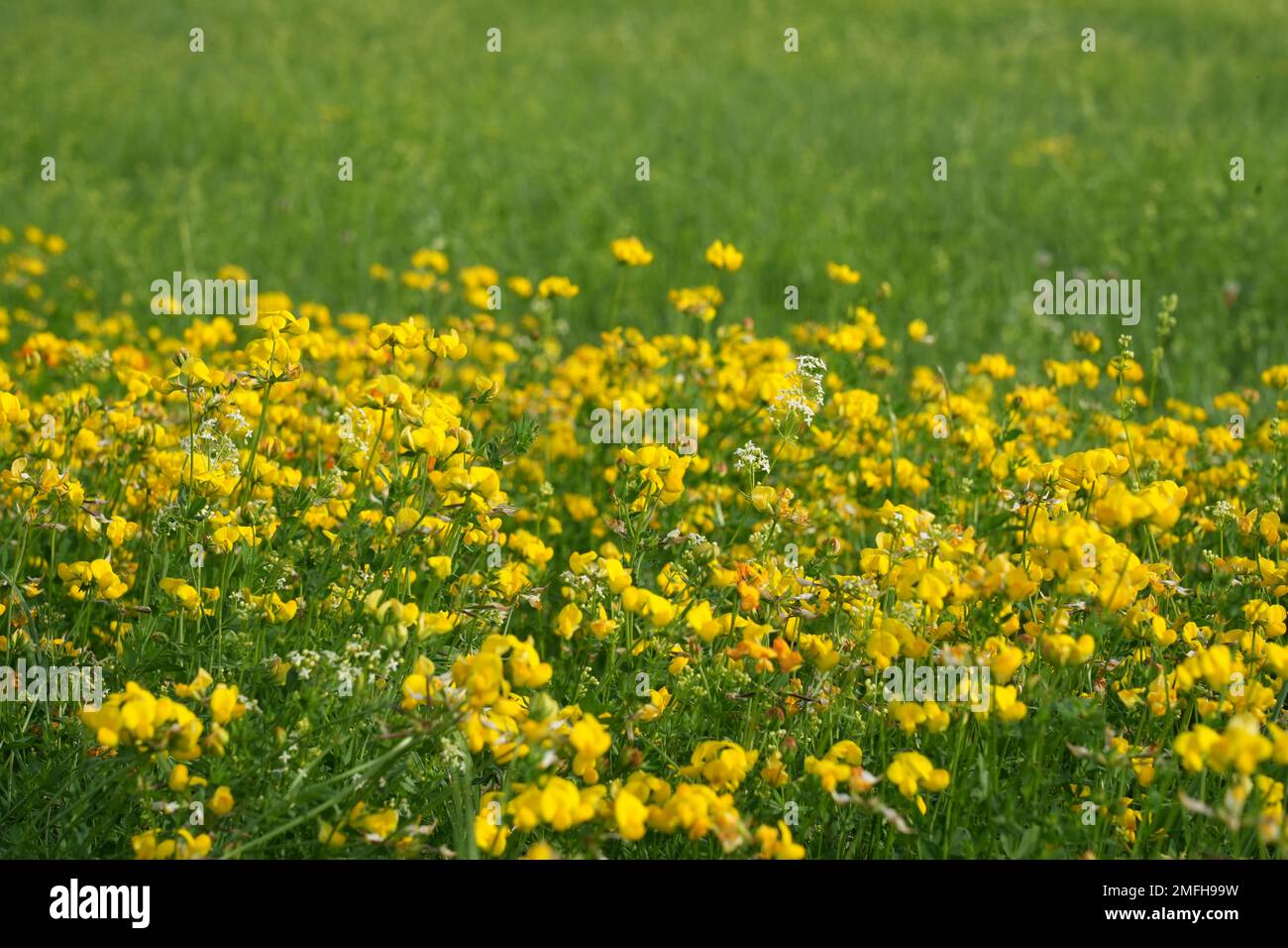 Yellow flowers of the meadow vetchling, Lathyrus pratensis. Plant in natural environment. Stock Photo