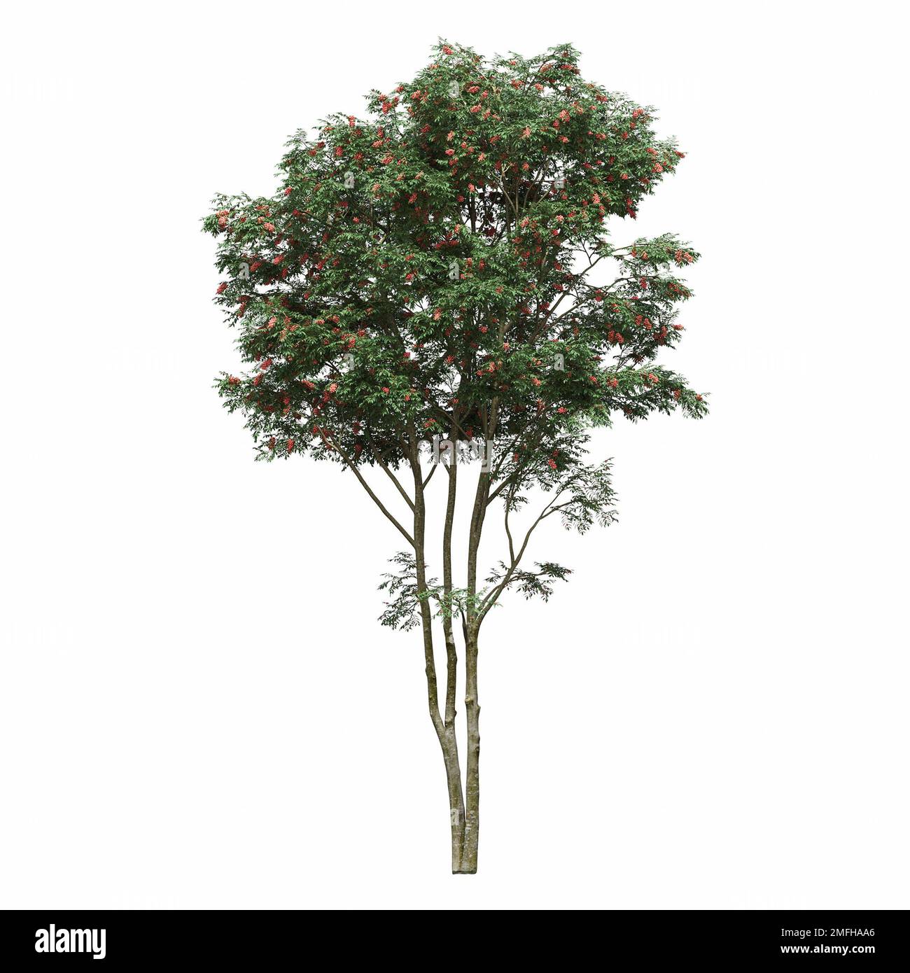big tree, isolated on white background, 3D illustration, cg render ...