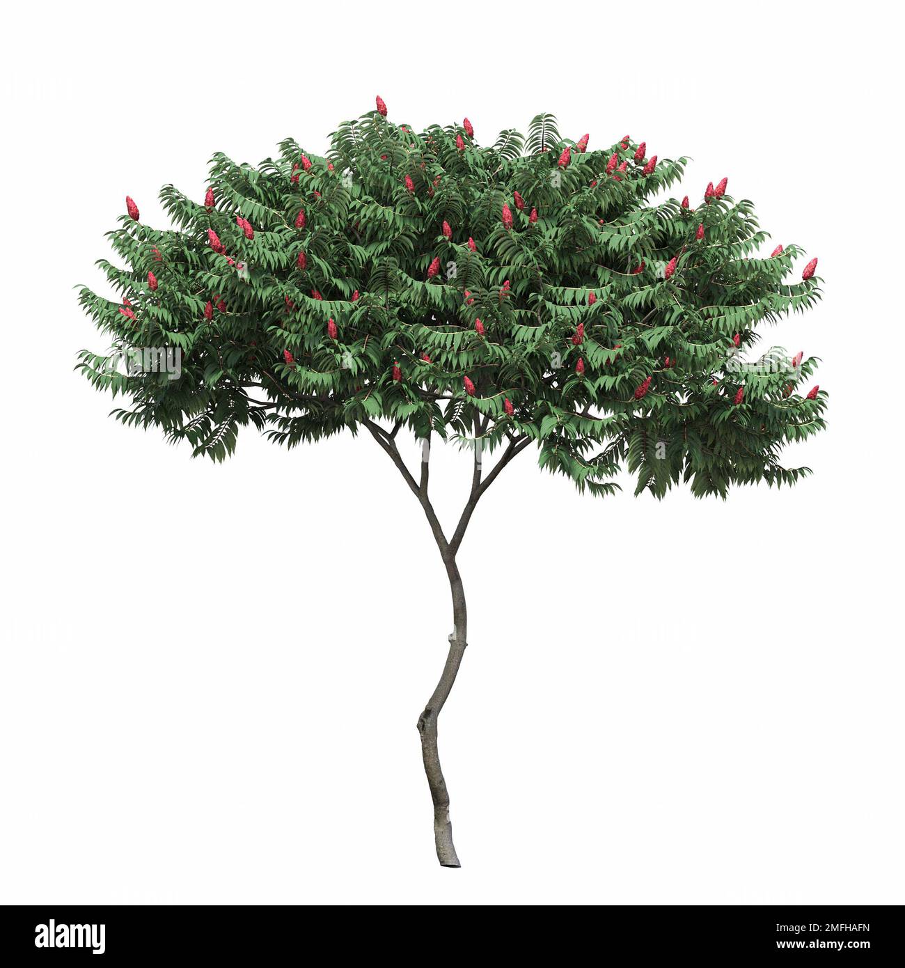 big tree, isolated on white background, 3D illustration, cg render ...