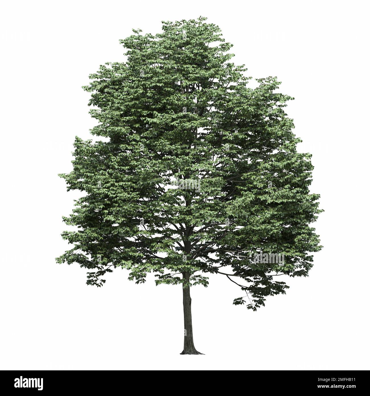 big tree, isolated on white background, 3D illustration, cg render ...