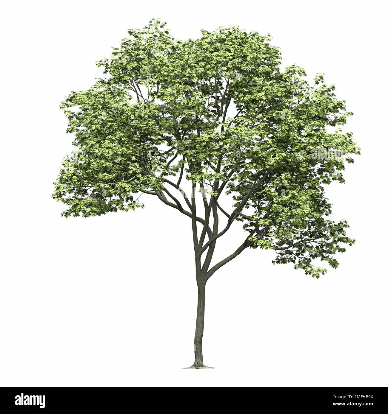 big tree, isolated on white background, 3D illustration, cg render ...