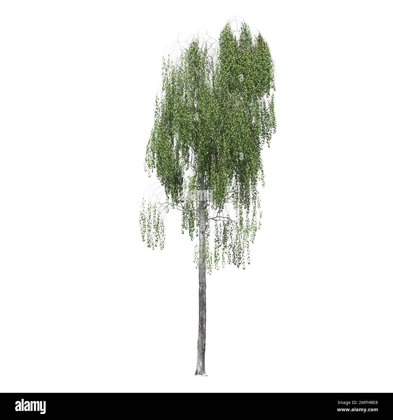big tree, isolated on white background, 3D illustration, cg render ...