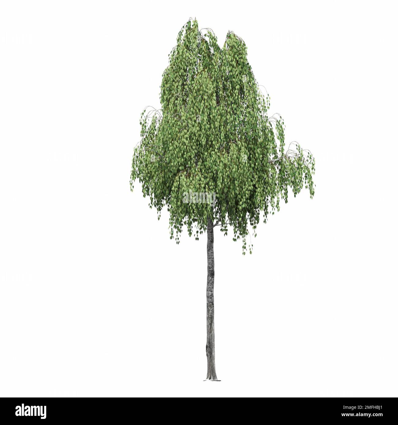 big tree, isolated on white background, 3D illustration, cg render ...
