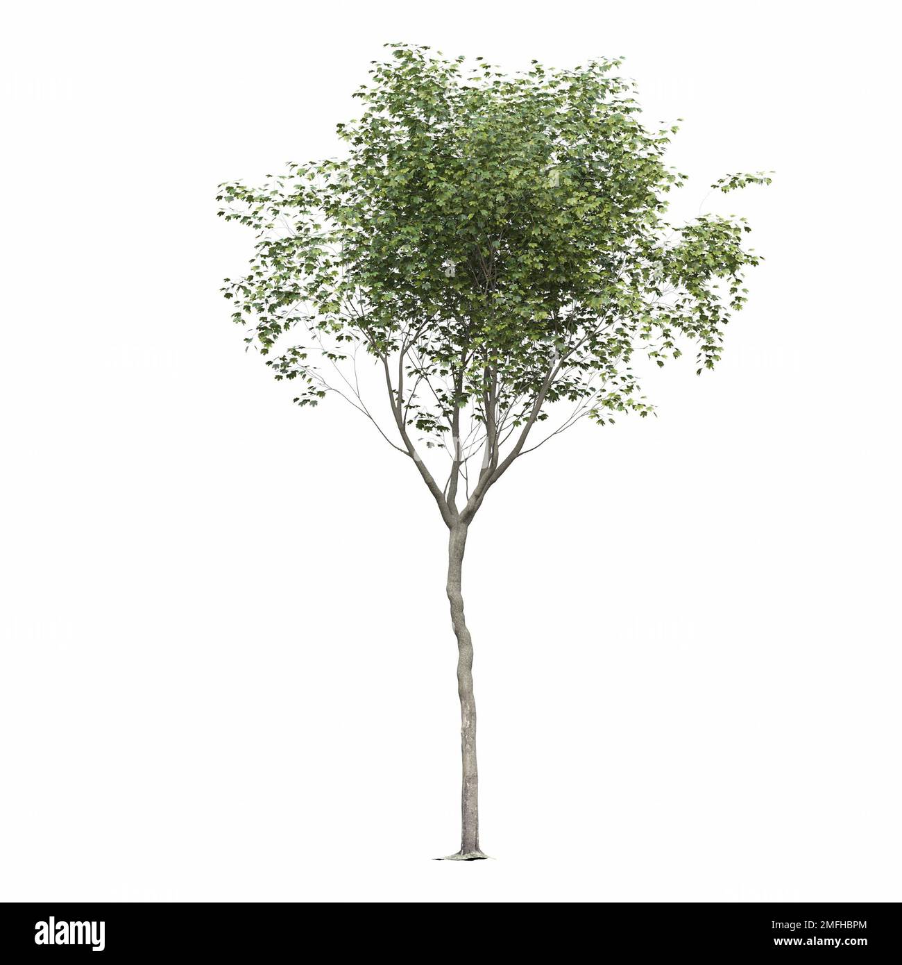 big tree, isolated on white background, 3D illustration, cg render ...