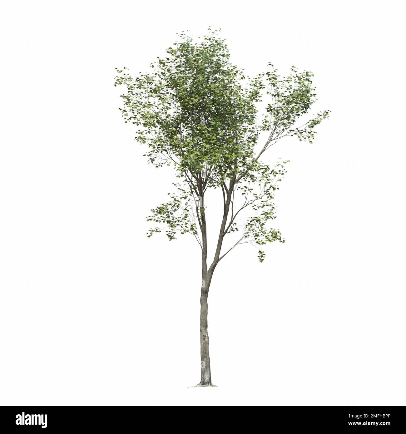 big tree, isolated on white background, 3D illustration, cg render ...