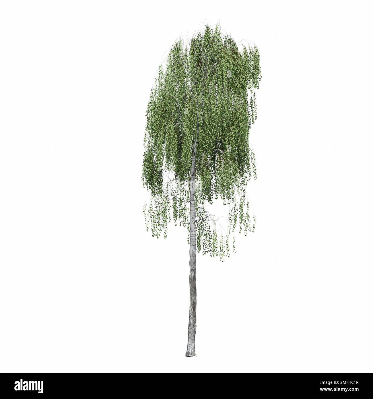 big tree, isolated on white background, 3D illustration, cg render ...
