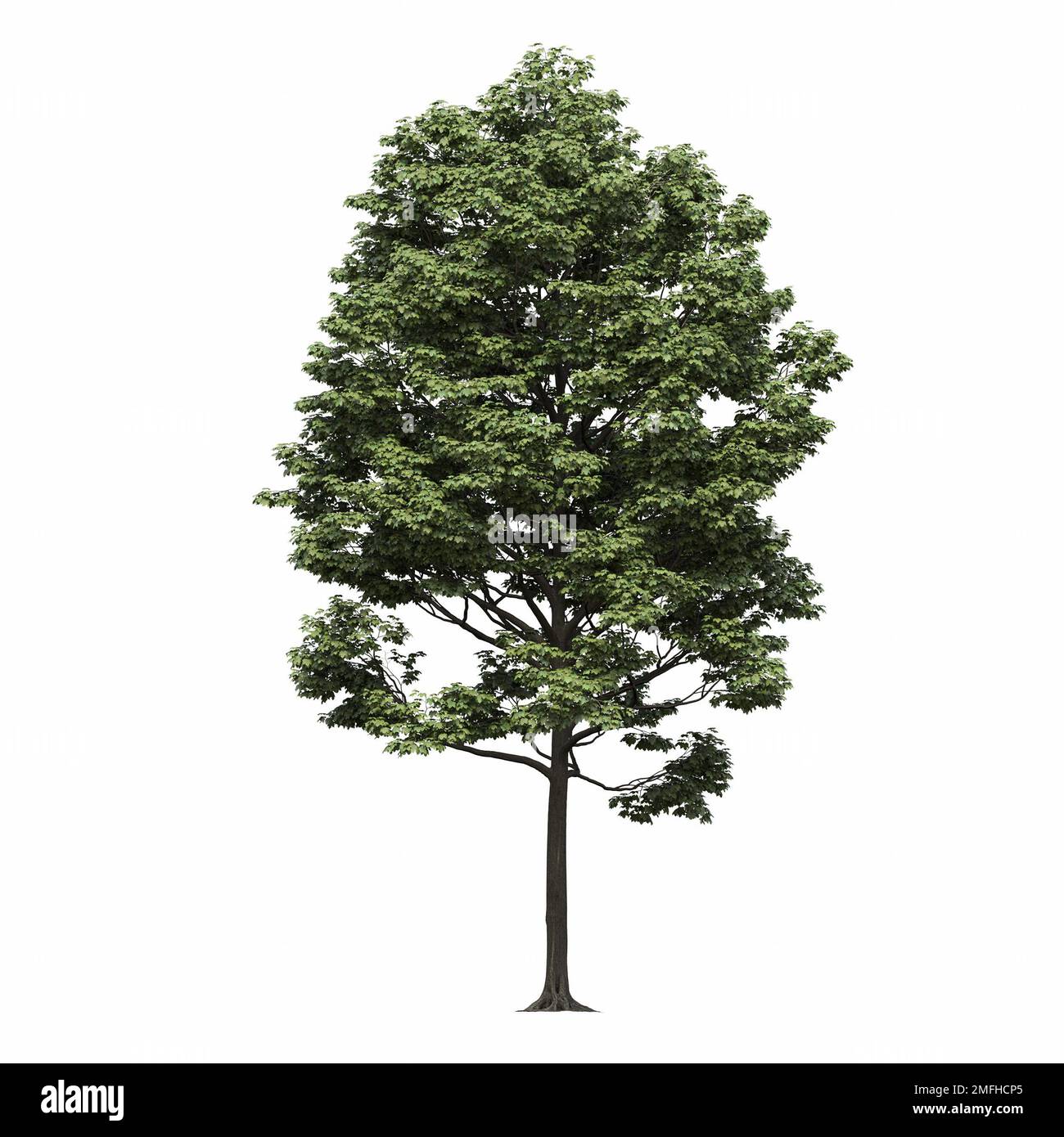 big tree, isolated on white background, 3D illustration, cg render ...