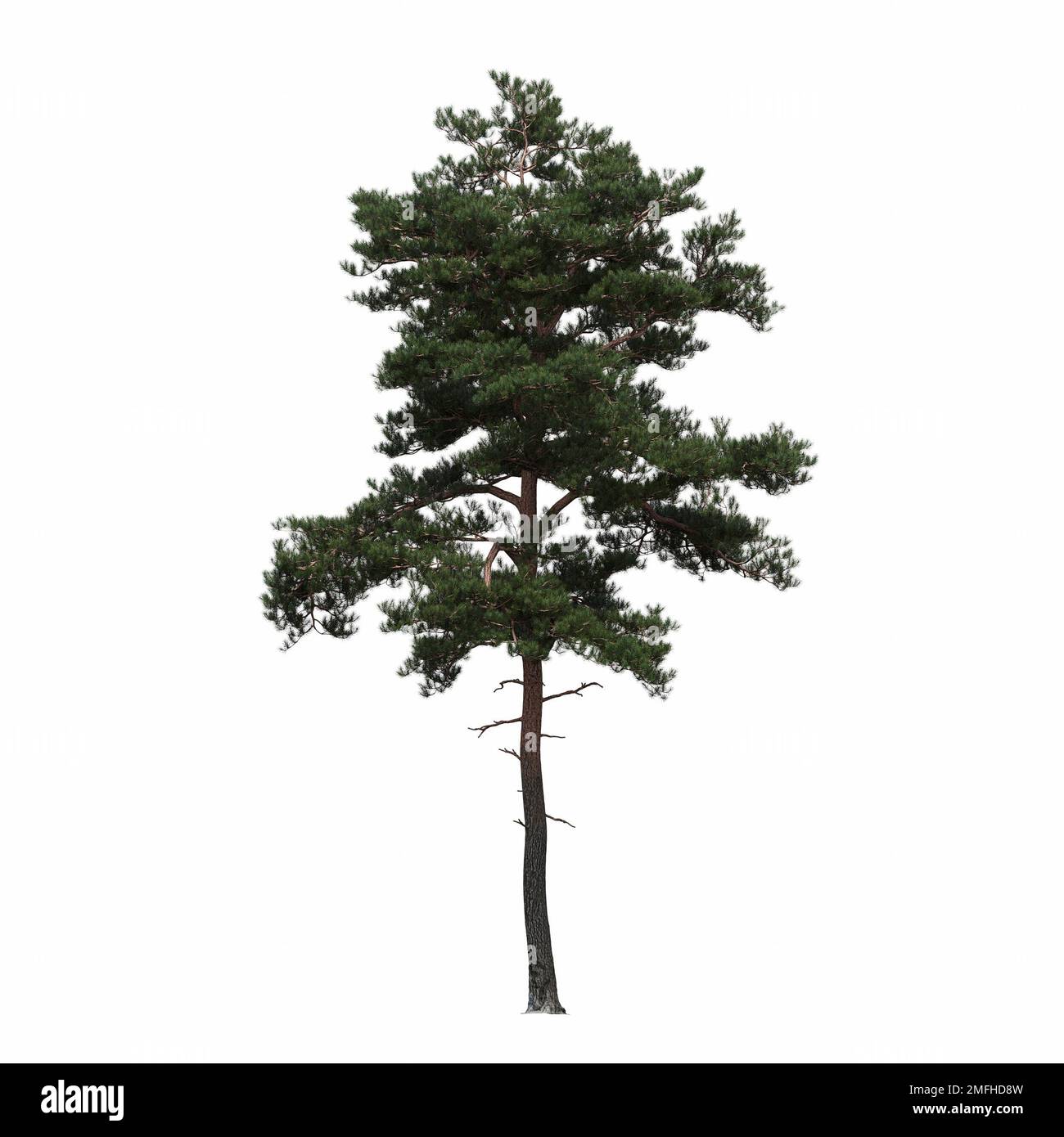big tree, isolated on white background, 3D illustration, cg render ...
