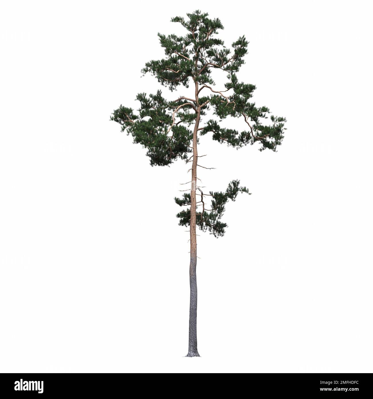 big tree, isolated on white background, 3D illustration, cg render ...