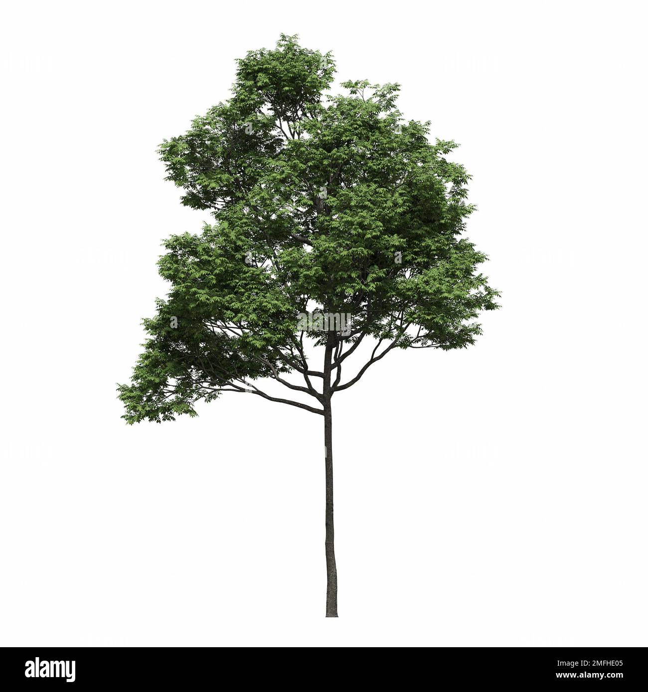 big tree, isolated on white background, 3D illustration, cg render ...
