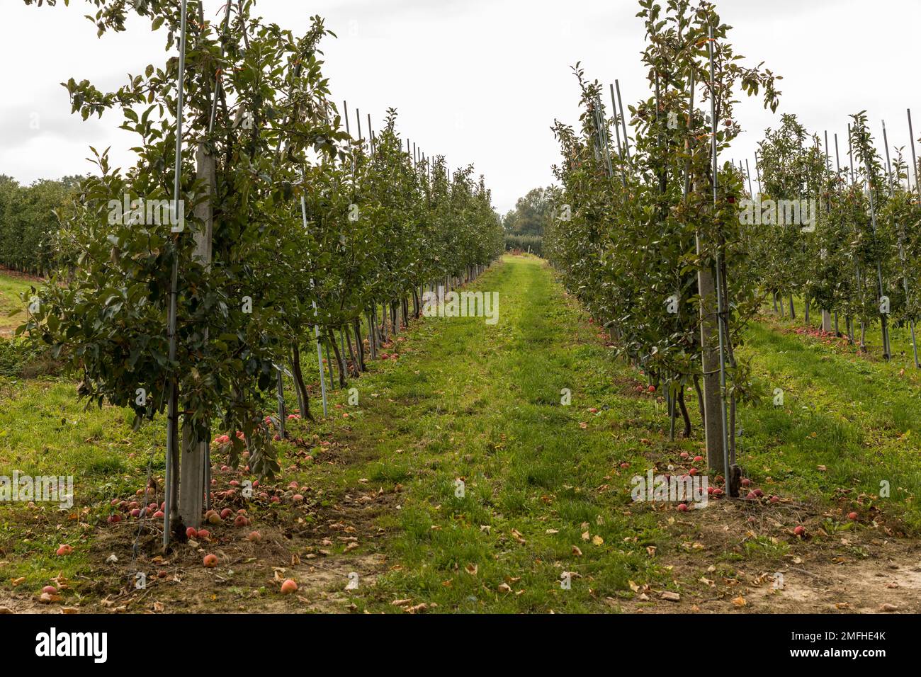 Agriculture. Orchard with apple trees. Largescale fruit cultivation