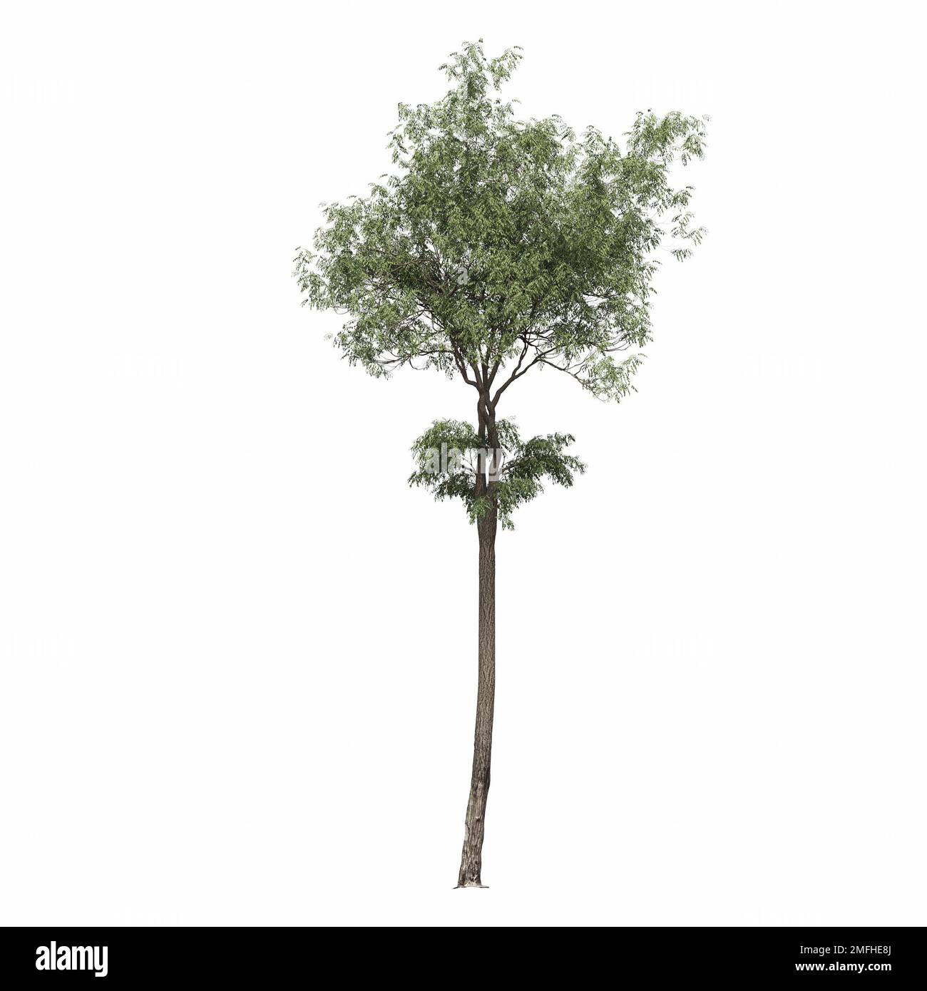 big tree, isolated on white background, 3D illustration, cg render ...