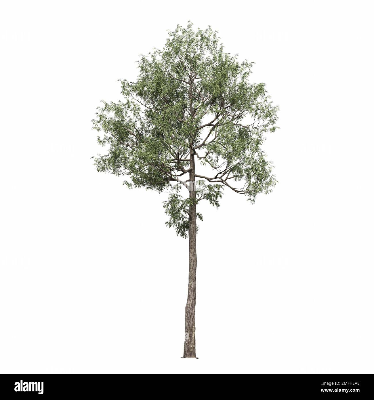 big tree, isolated on white background, 3D illustration, cg render ...