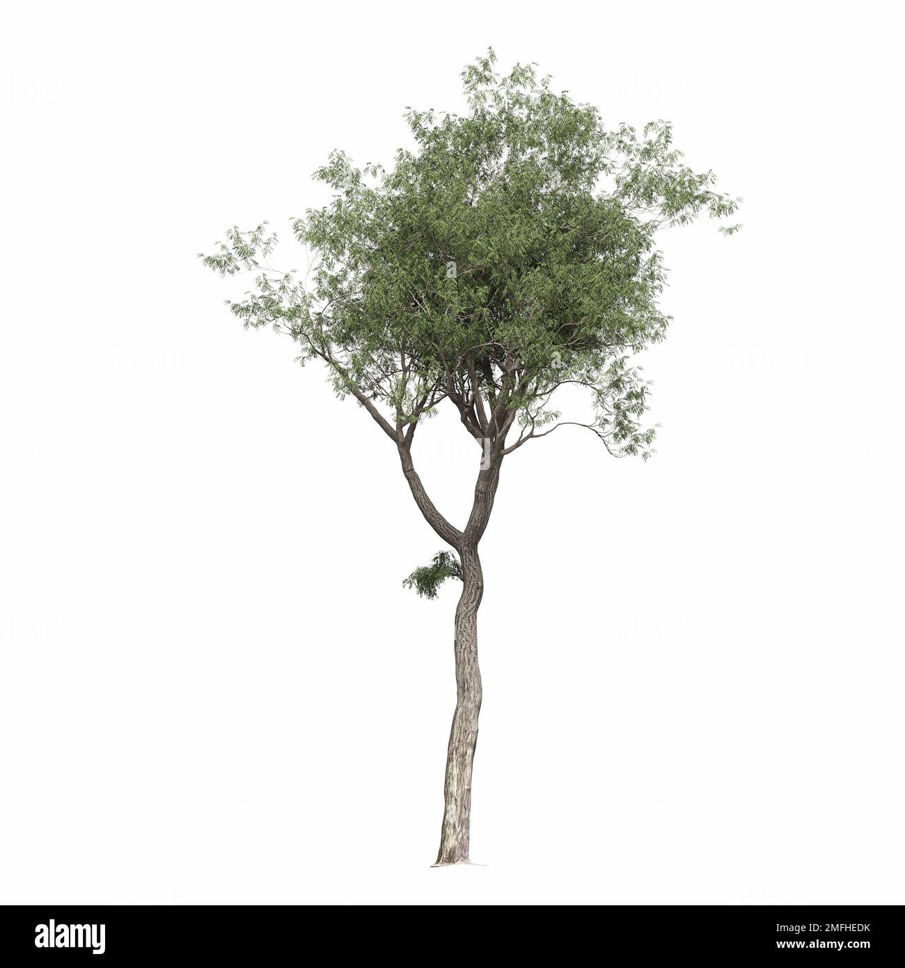 big tree, isolated on white background, 3D illustration, cg render ...