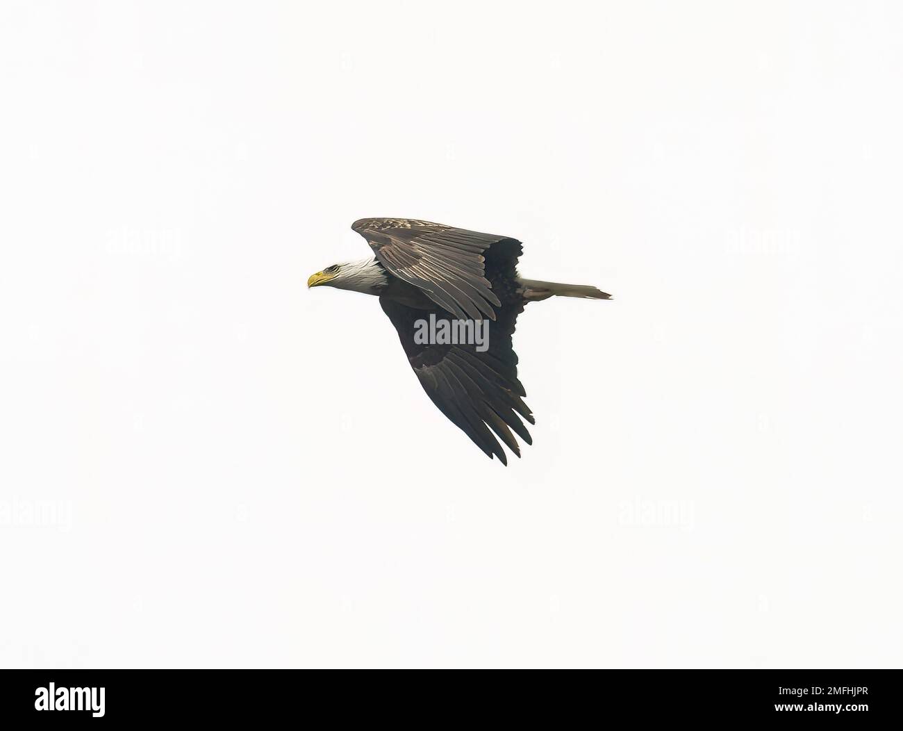A Bald eagle flying in the white sky Stock Photo - Alamy