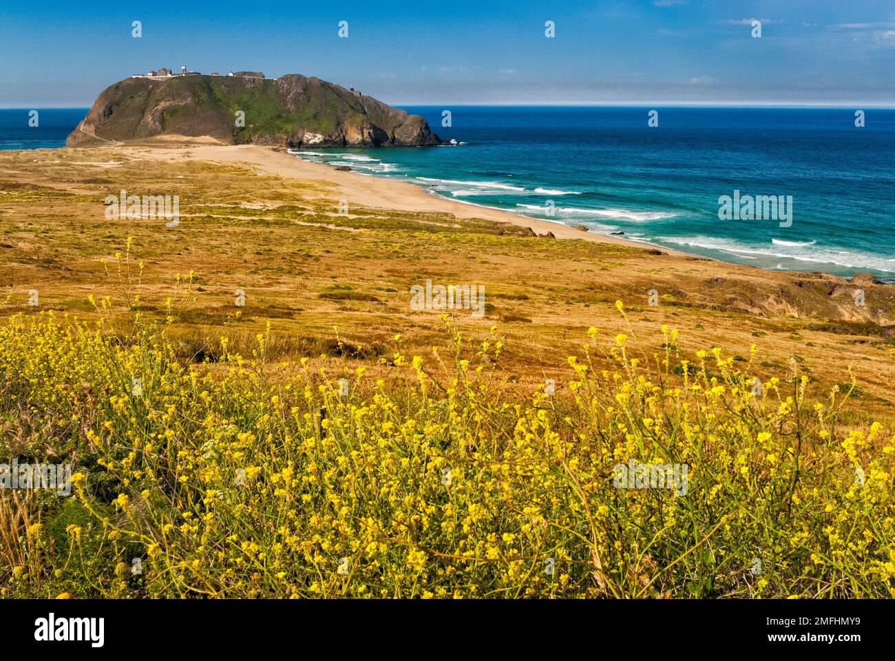 Point Sur Light Station State Historic Park, charlock flowers, view