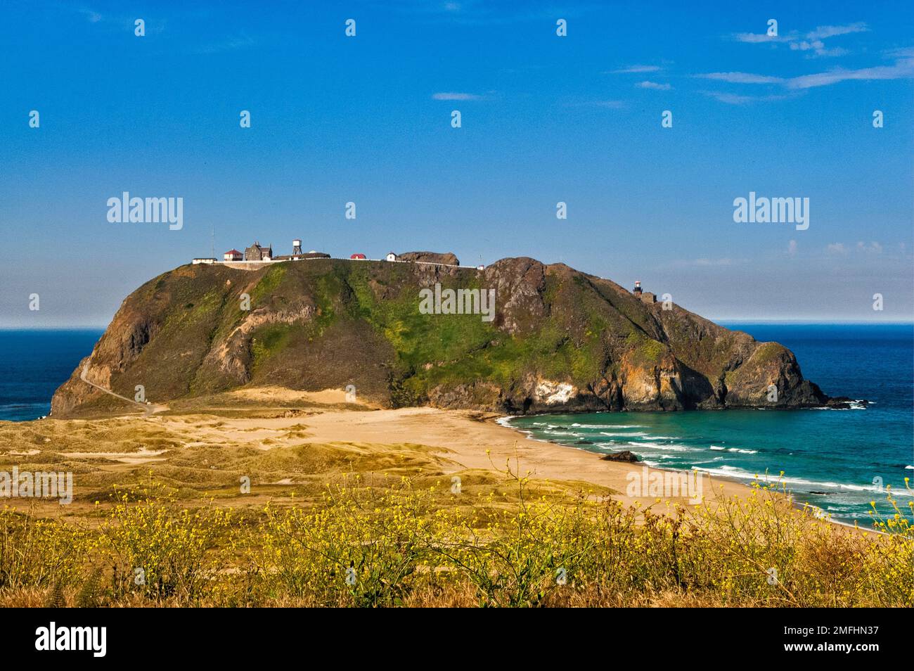 Point Sur Light Station State Historic Park, charlock flowers, view from Highway One, Big Sur, California, USA Stock Photo