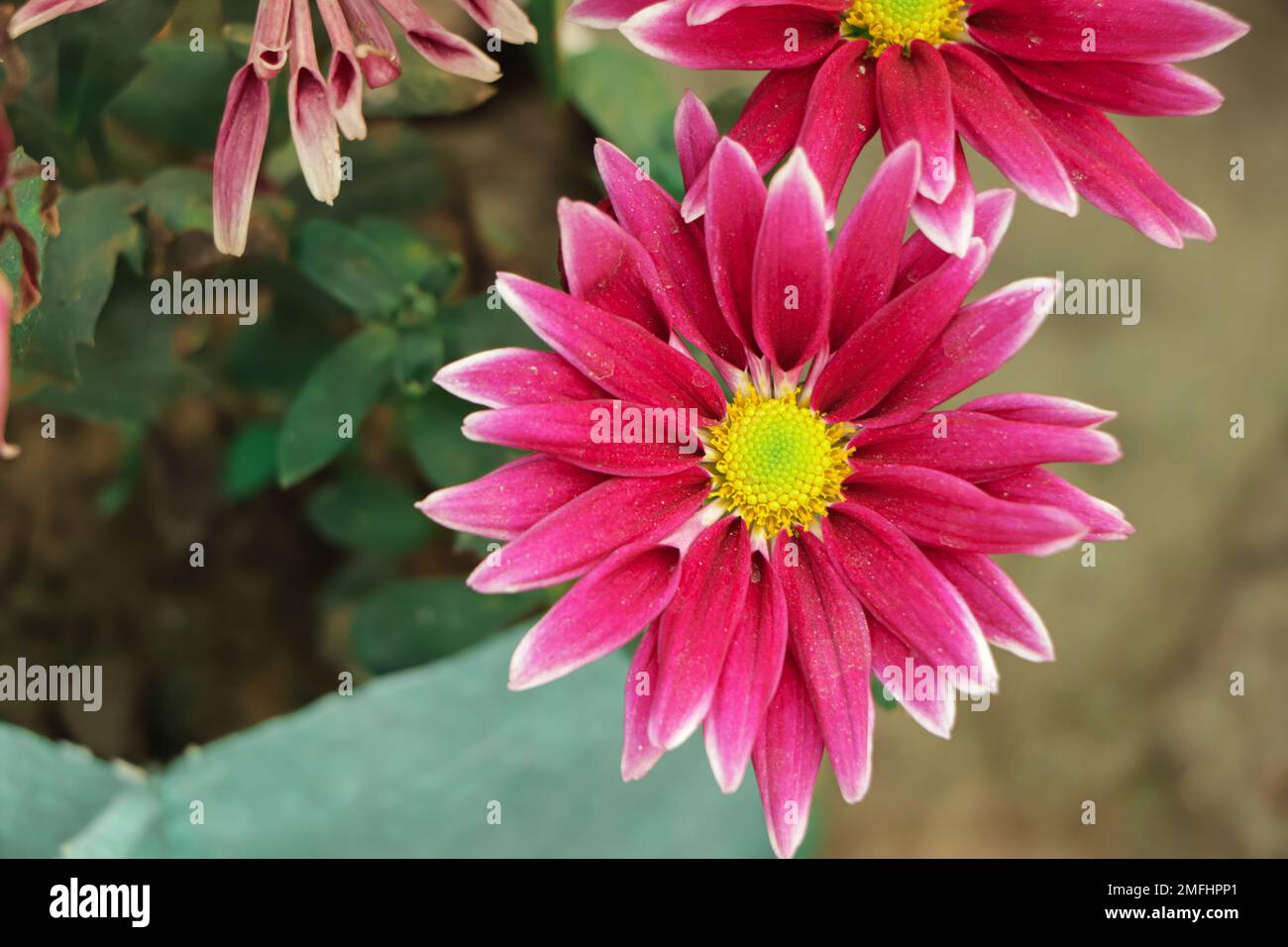 Purple chrysanthemums on a blurry background close-up. Beautiful bright chrysanthemums bloom in autumn in the garden. Chrysanthemum background with a Stock Photo